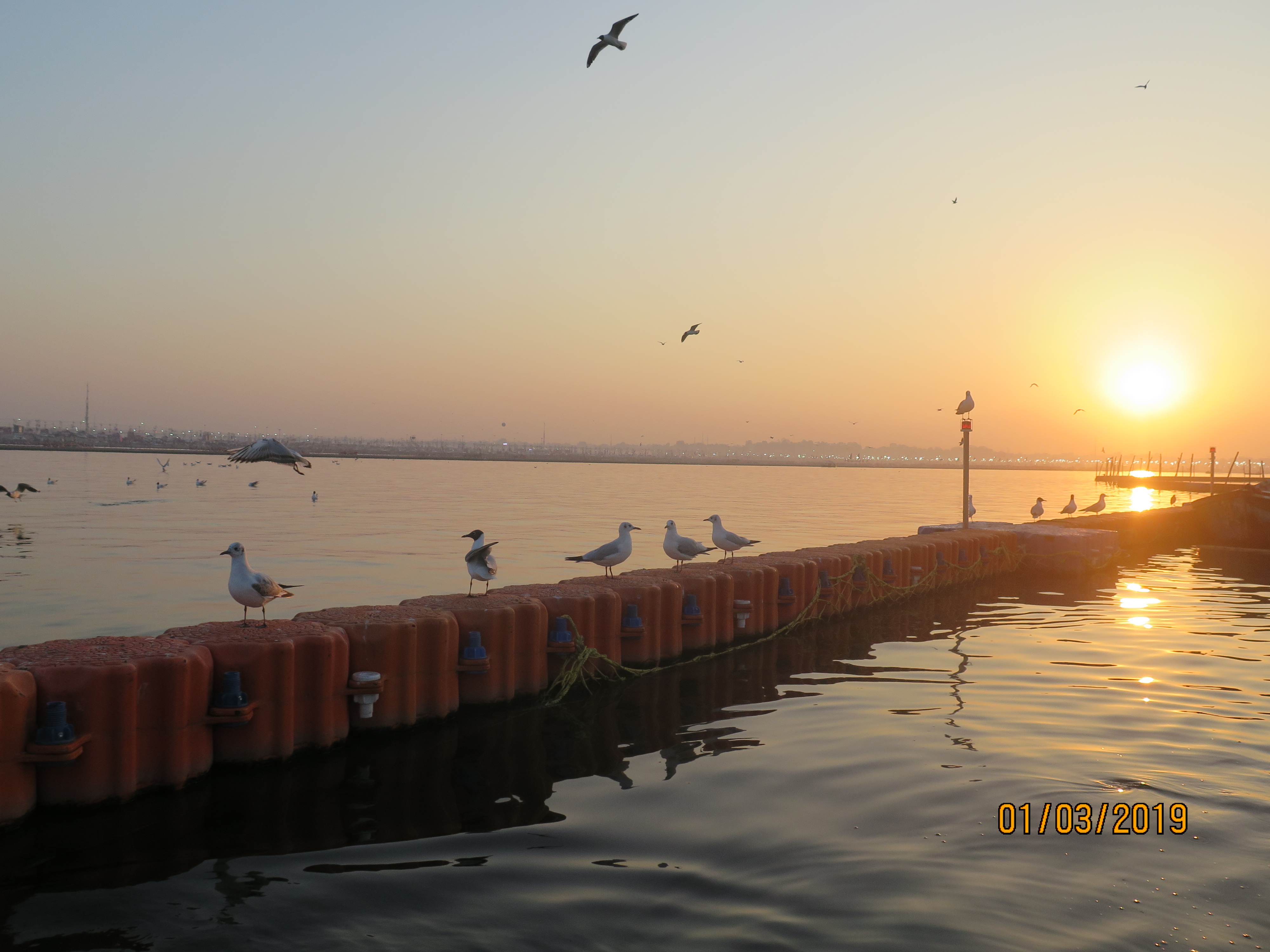 Gulls warming up on water barricades as the sun comes up lighting up the Sangam