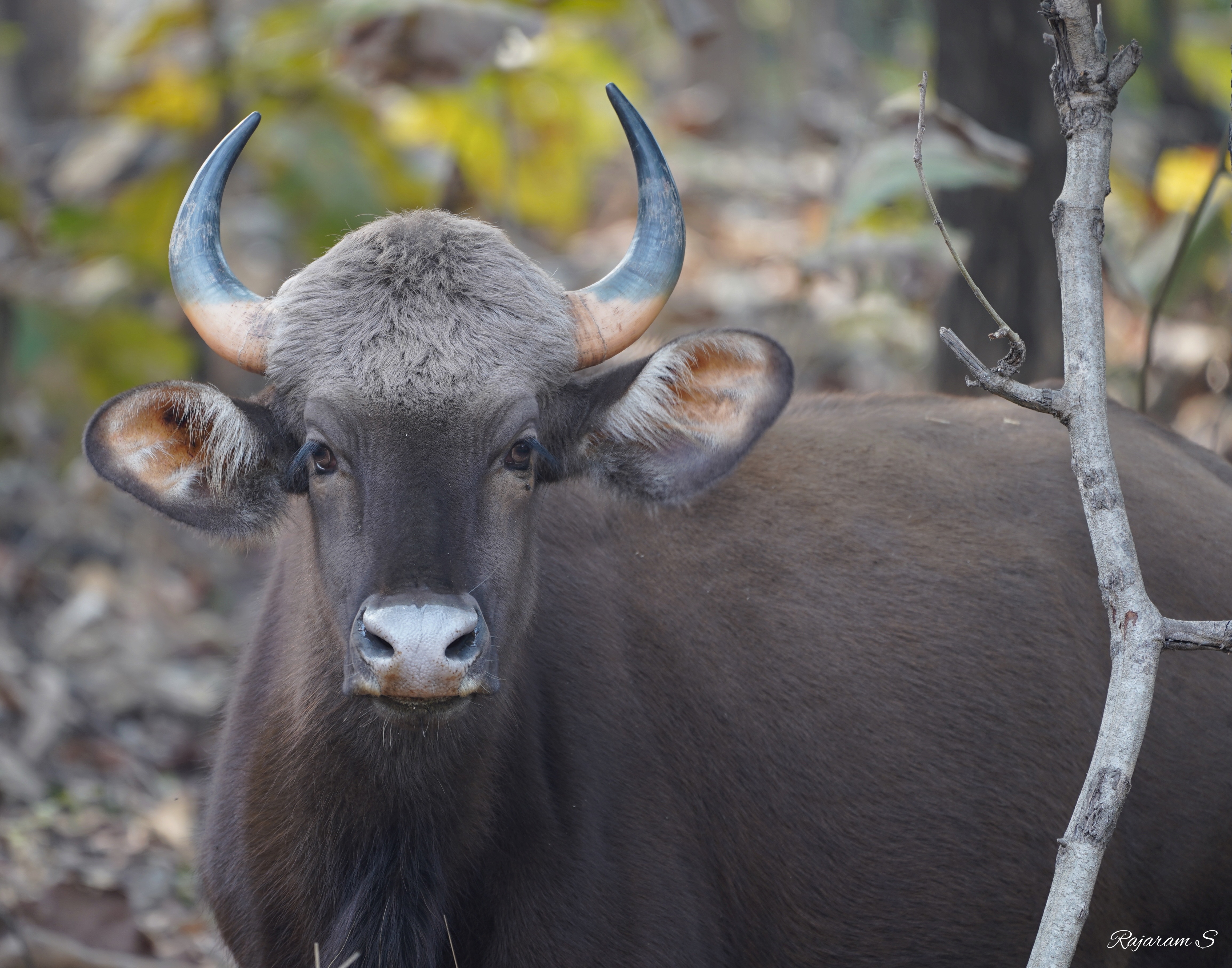 A gaur watches intently